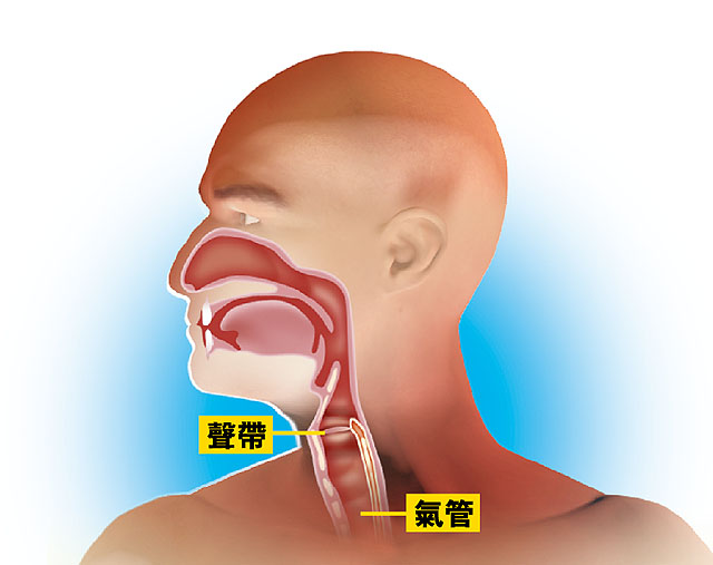 声带与喉咙位置图图片